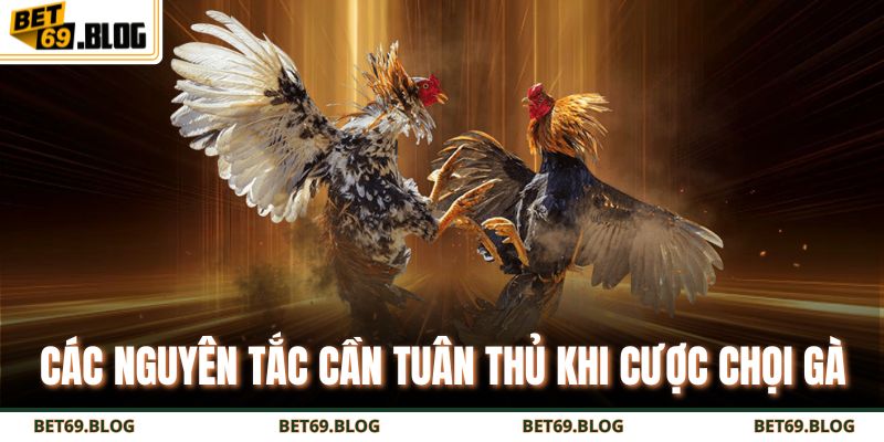 Đá Gà Cựa Sắt Bet69 – Đấu Trường Đỉnh Cao, Thắng Lớn Mỗi Ngày 3 Các nguyên tắc cần tuân thủ khi cược chọi gà