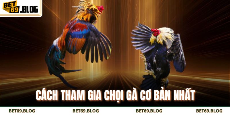 Hướng Dẫn Chi Tiết Cách Chơi Đá Gà Philippines Thắng Lớn 3 Cách tham gia chọi gà cơ bản nhất