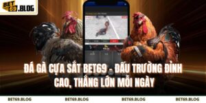 Đá Gà Cựa Sắt Bet69 – Đấu Trường Đỉnh Cao, Thắng Lớn Mỗi Ngày 3 Đá gà cựa sắt BET69