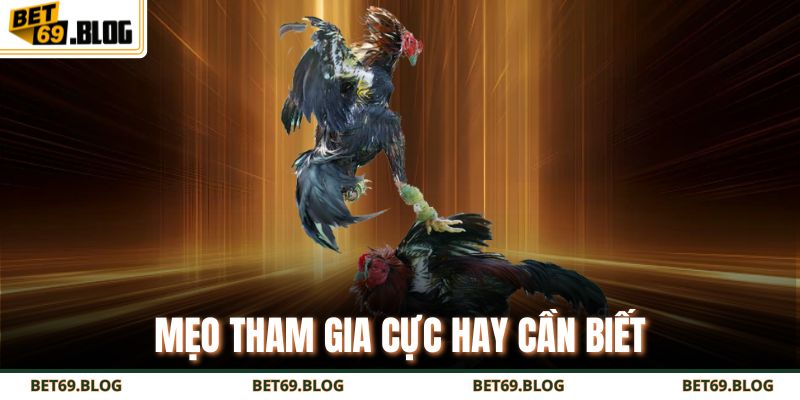 Hướng Dẫn Chi Tiết Cách Chơi Đá Gà Cựa Dao Thắng Lớn 4 Mẹo tham gia cực hay cần biết