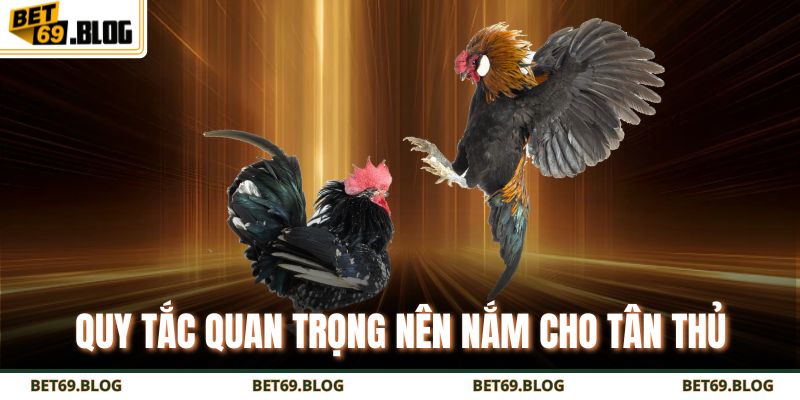 Hướng Dẫn Chi Tiết Cách Chơi Đá Gà Cựa Dao Thắng Lớn 3 Quy tắc quan trọng nên nắm cho tân thủ